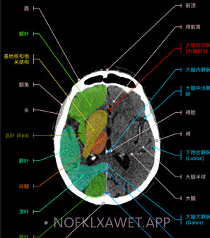 e-anatomyv7.1.10截图