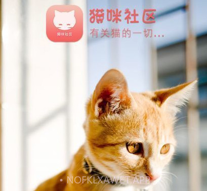 猫咪社区手机版v1.0.4截图