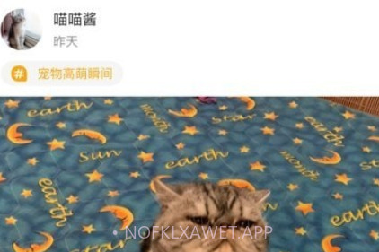真命天喵v1.14截图