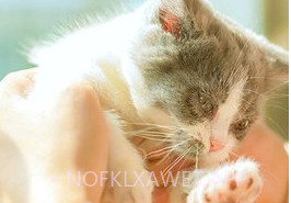 猫咪社区在线v1.0.7截图