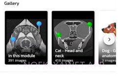 vet Anatomyv3.1.0v3.0.6截图