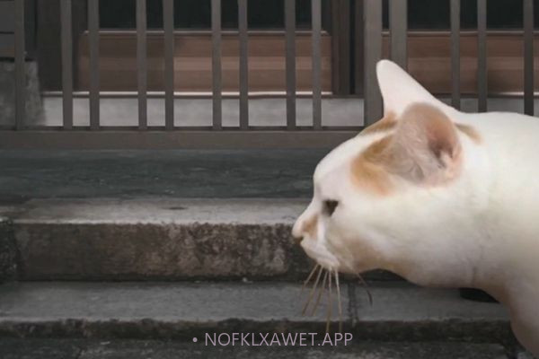 猫的一天怪奇谭（全剧情存档）完整版1.4.12截图